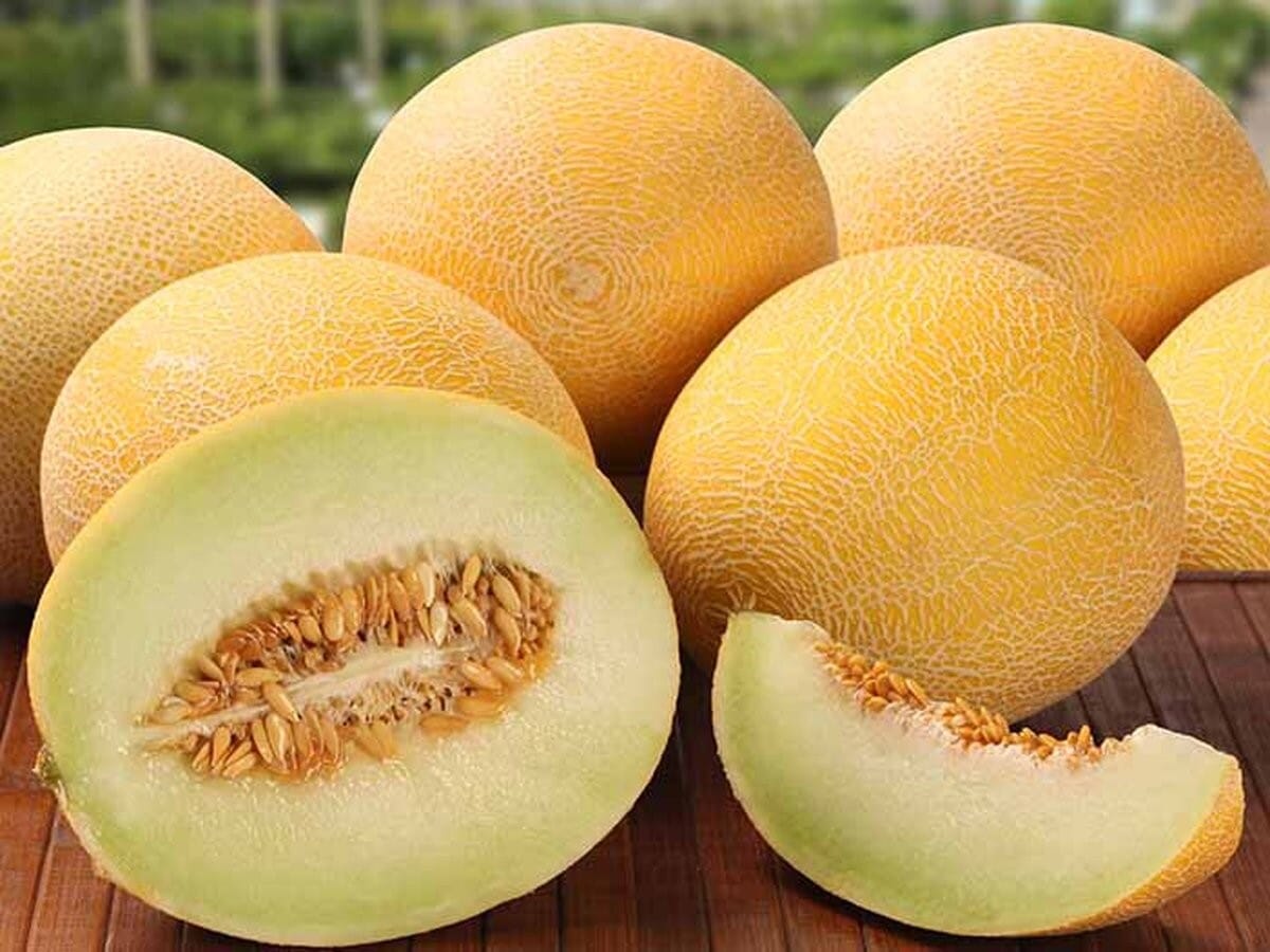 Melon Iran