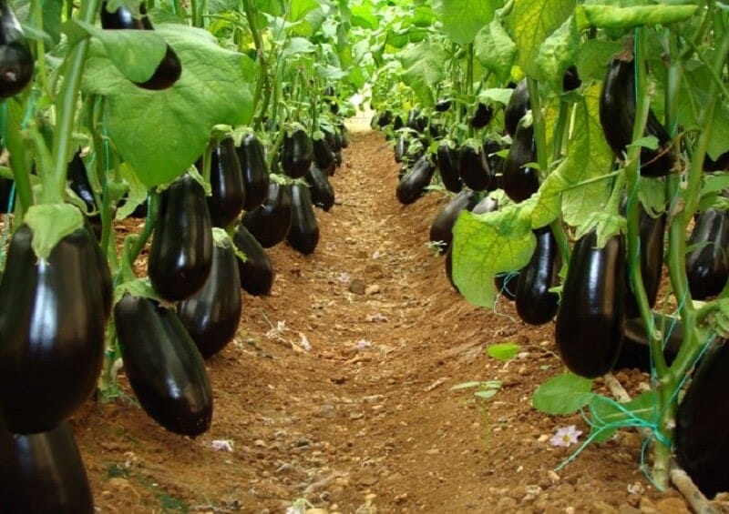 Greenhouse Eggplant