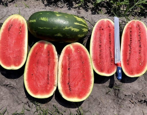 Watermelon B32