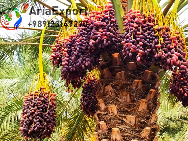 kalute dates origin
