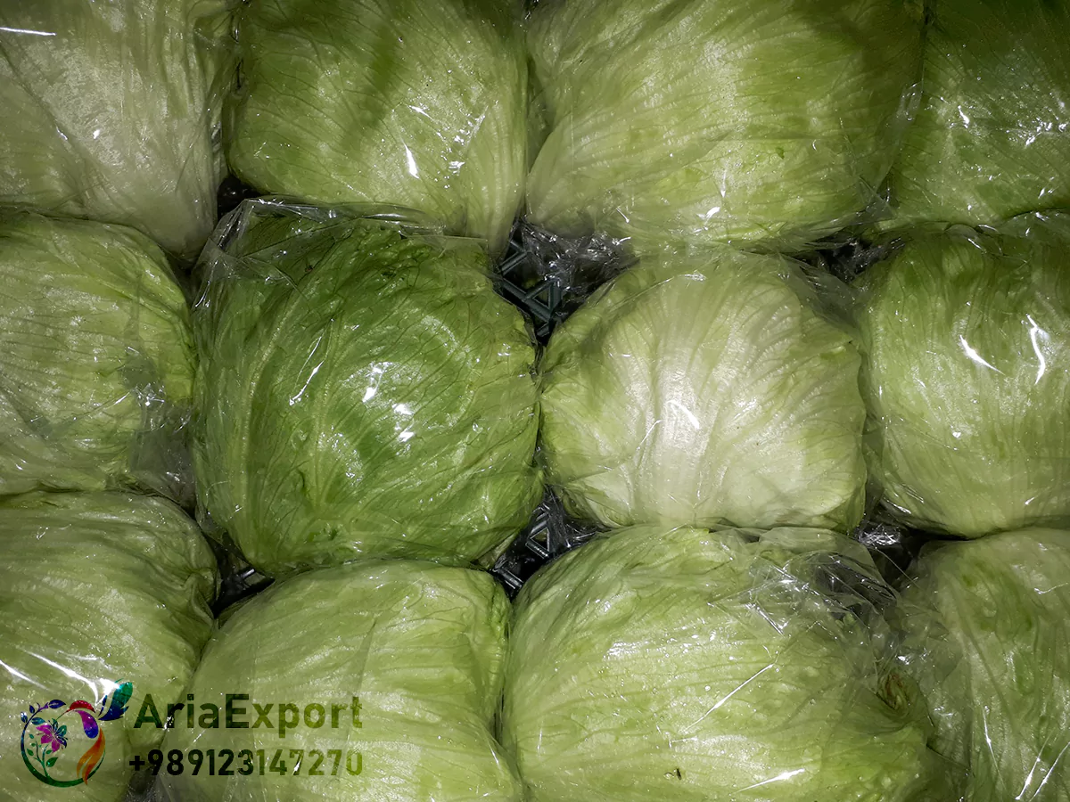 what is iceberg lettuce