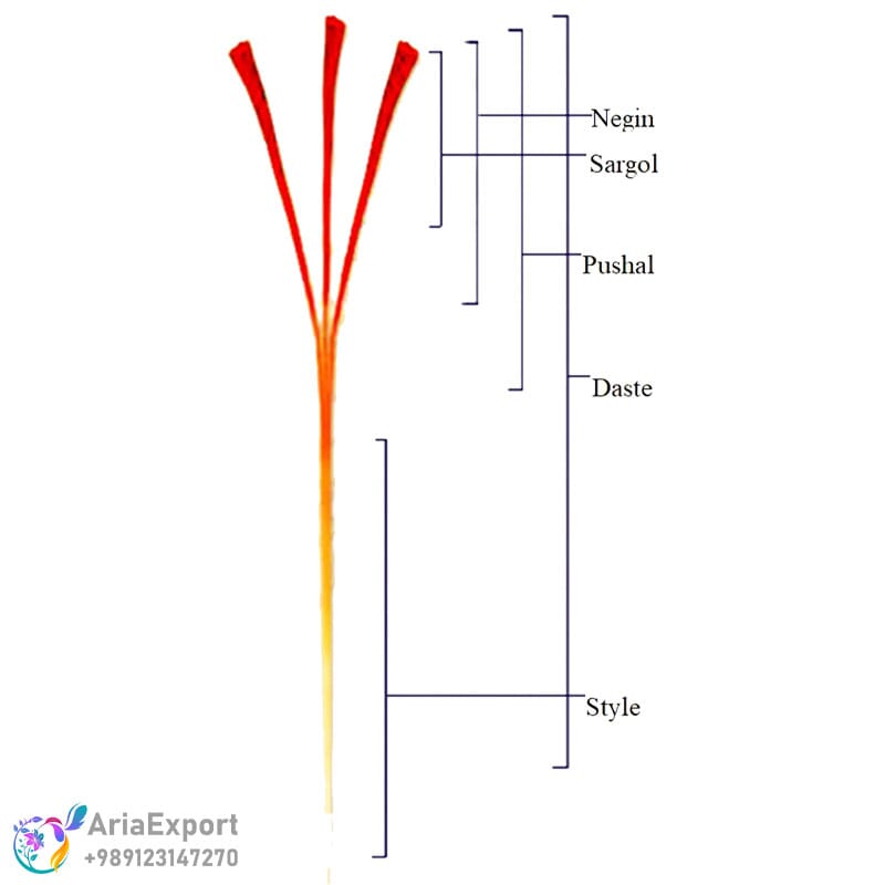pushal saffron vs other saffron