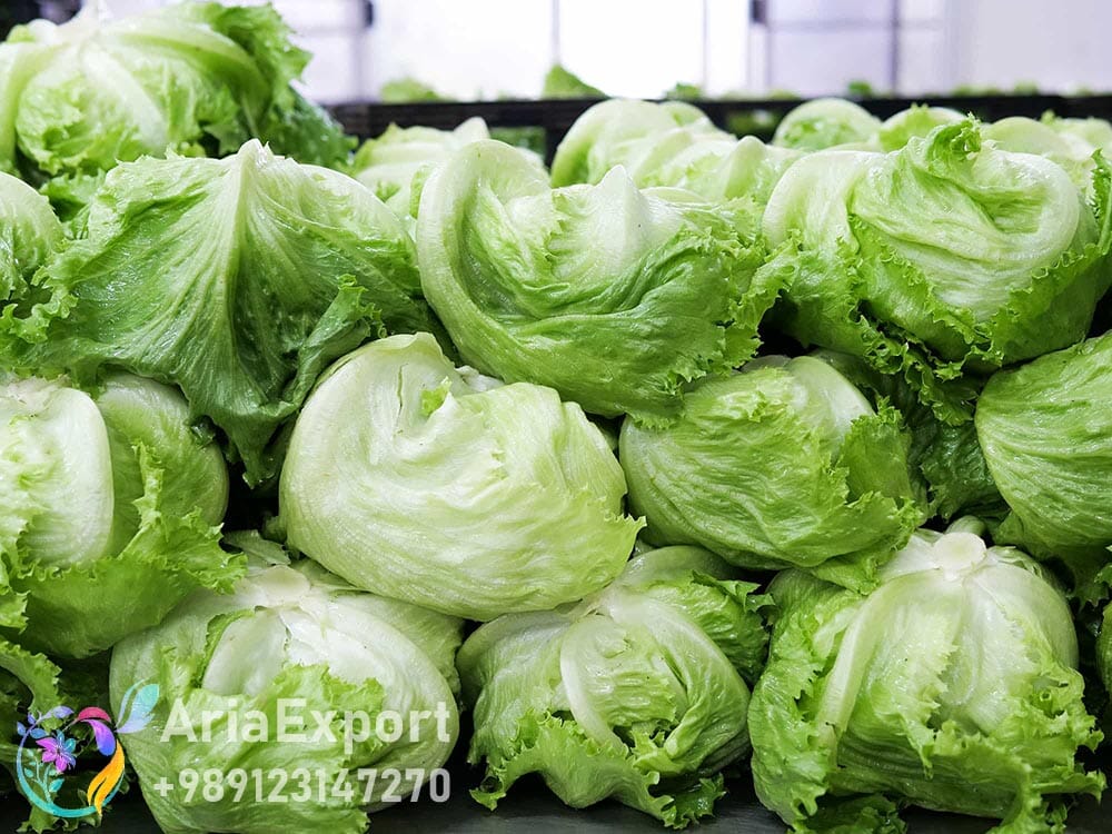iceberg lettuce exporter