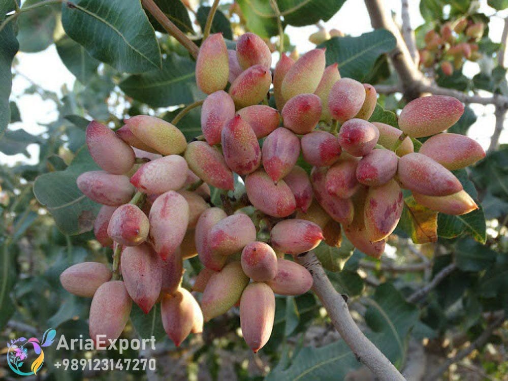 iranian akbari pistachio export