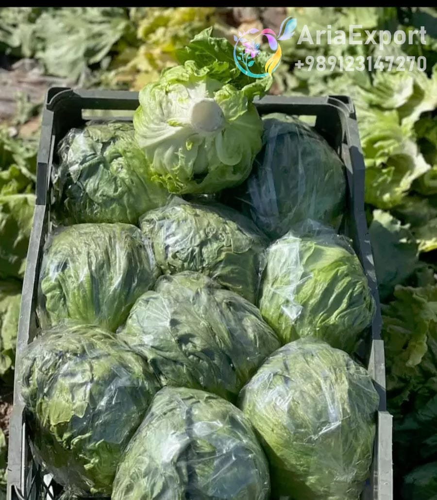 buy iceberg lettuce