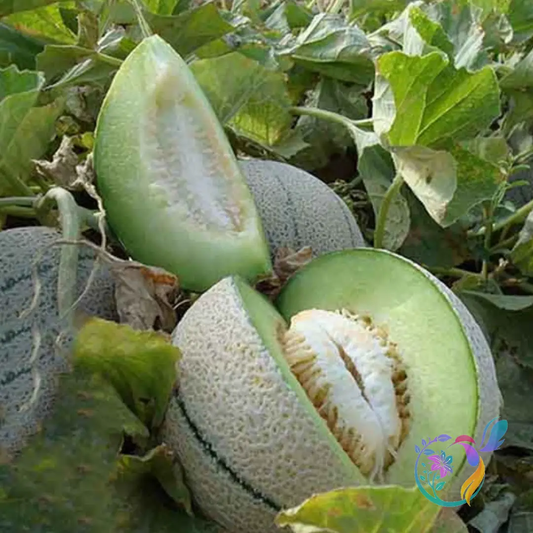 Honeydew Melon