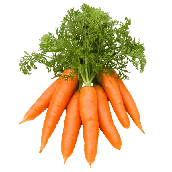 Carrot