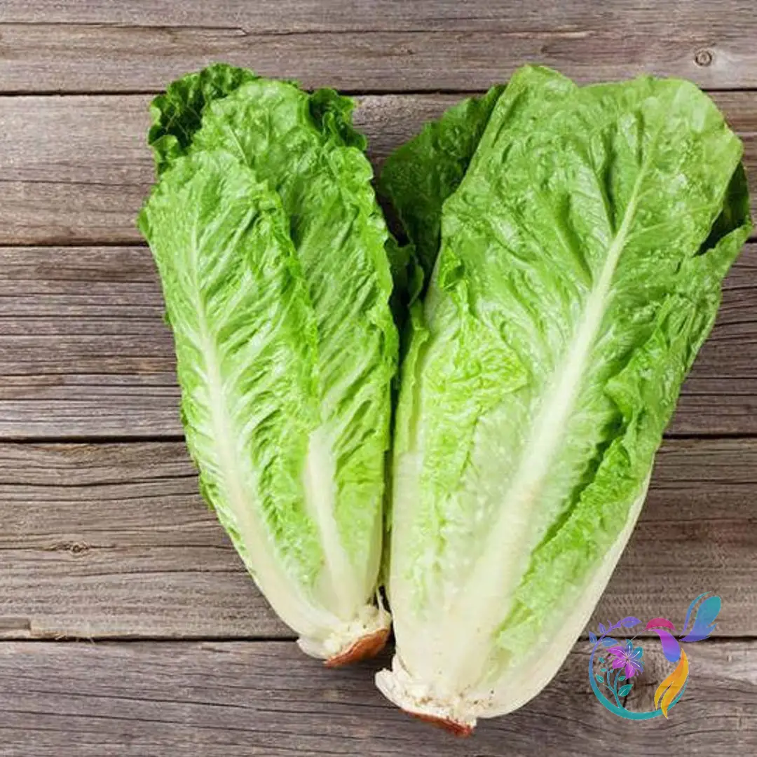 Romaine Lettuce