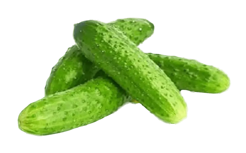 Prickly Cucumber