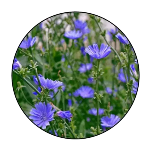 Chicory