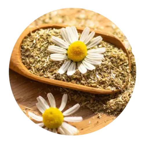 Chamomile