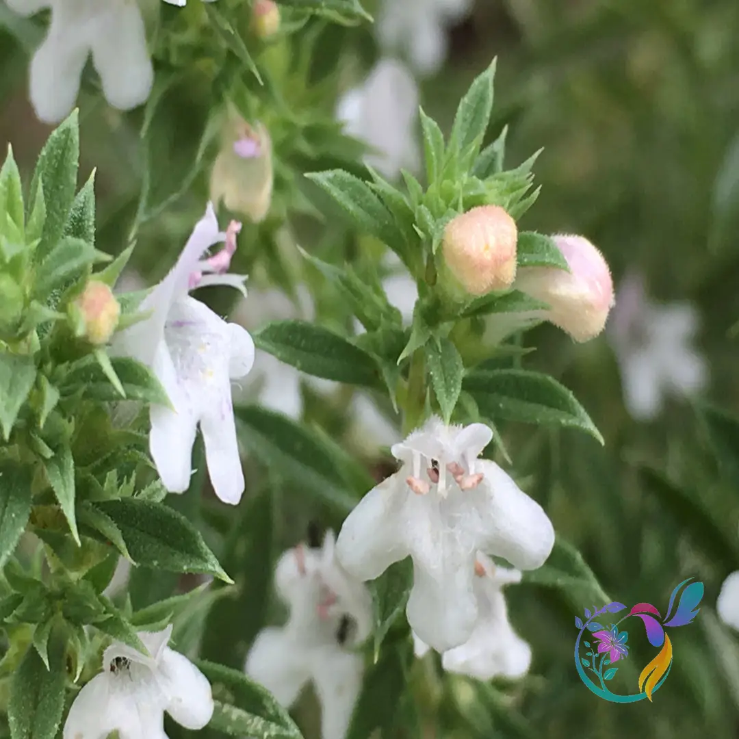 Winter Savory