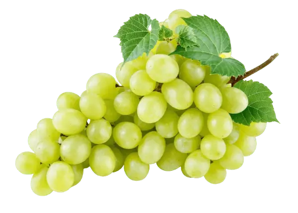 Grapes (Rish Baba)