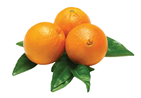 Thomson Oranges