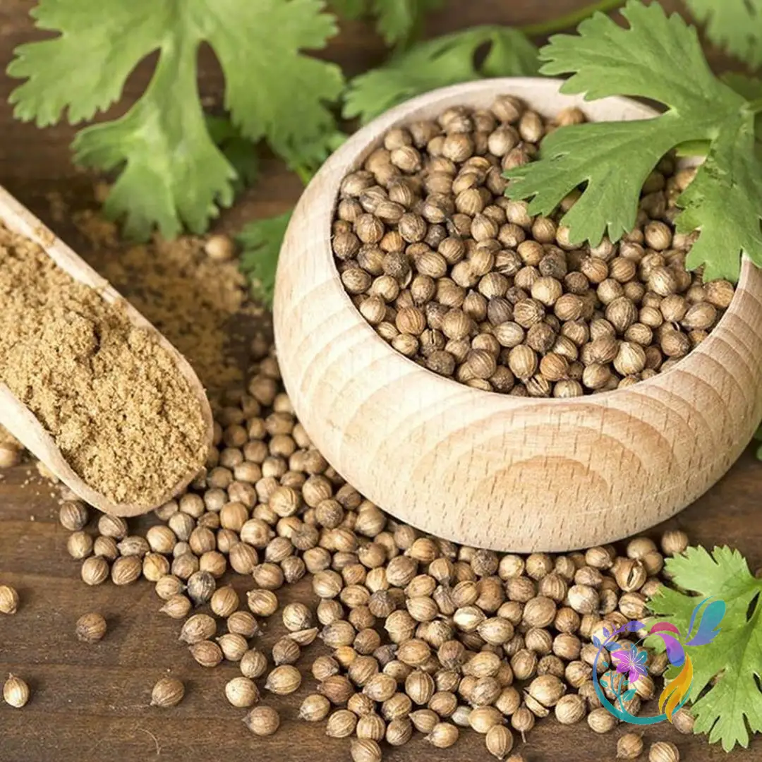 Coriander Seeds