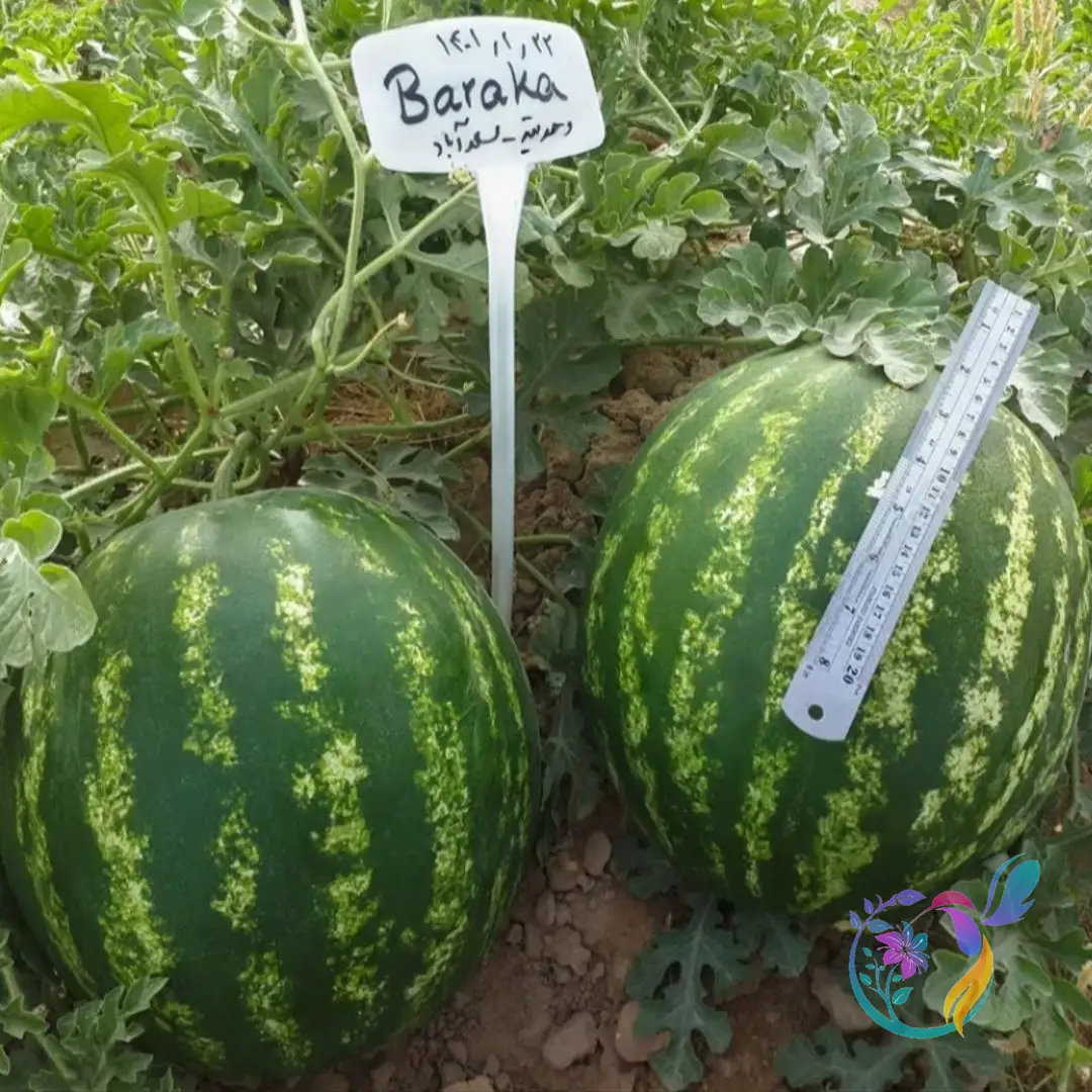 Watermelon Baraka