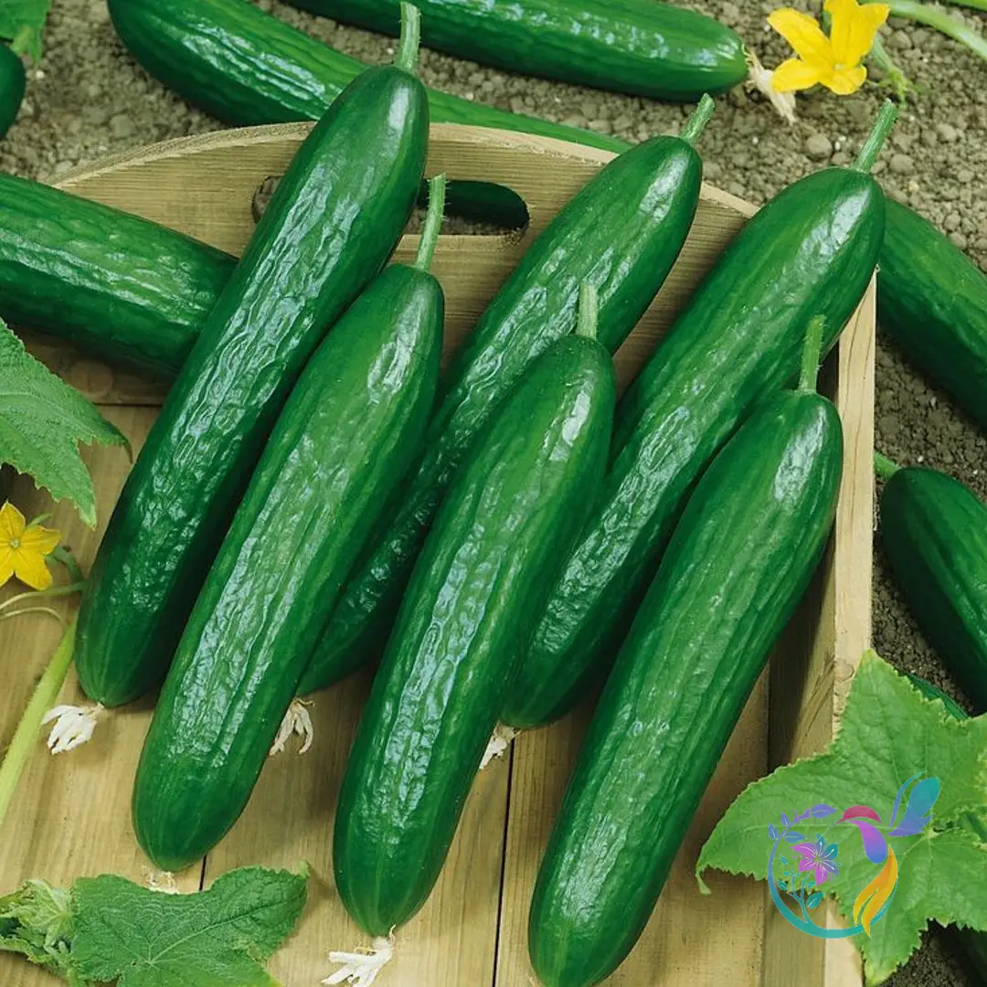 Greenhouse Cucumber