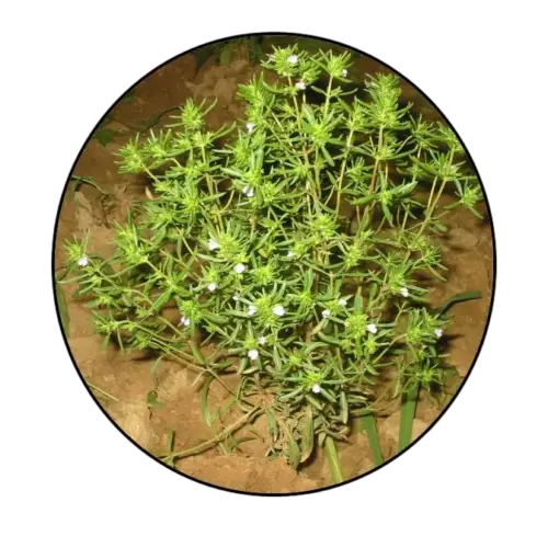 Summer Savory