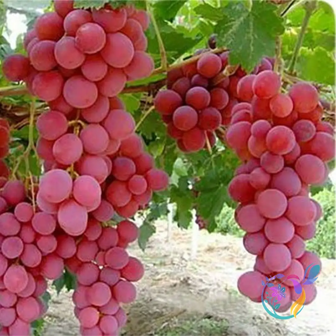 Grapes (Yaqouti)