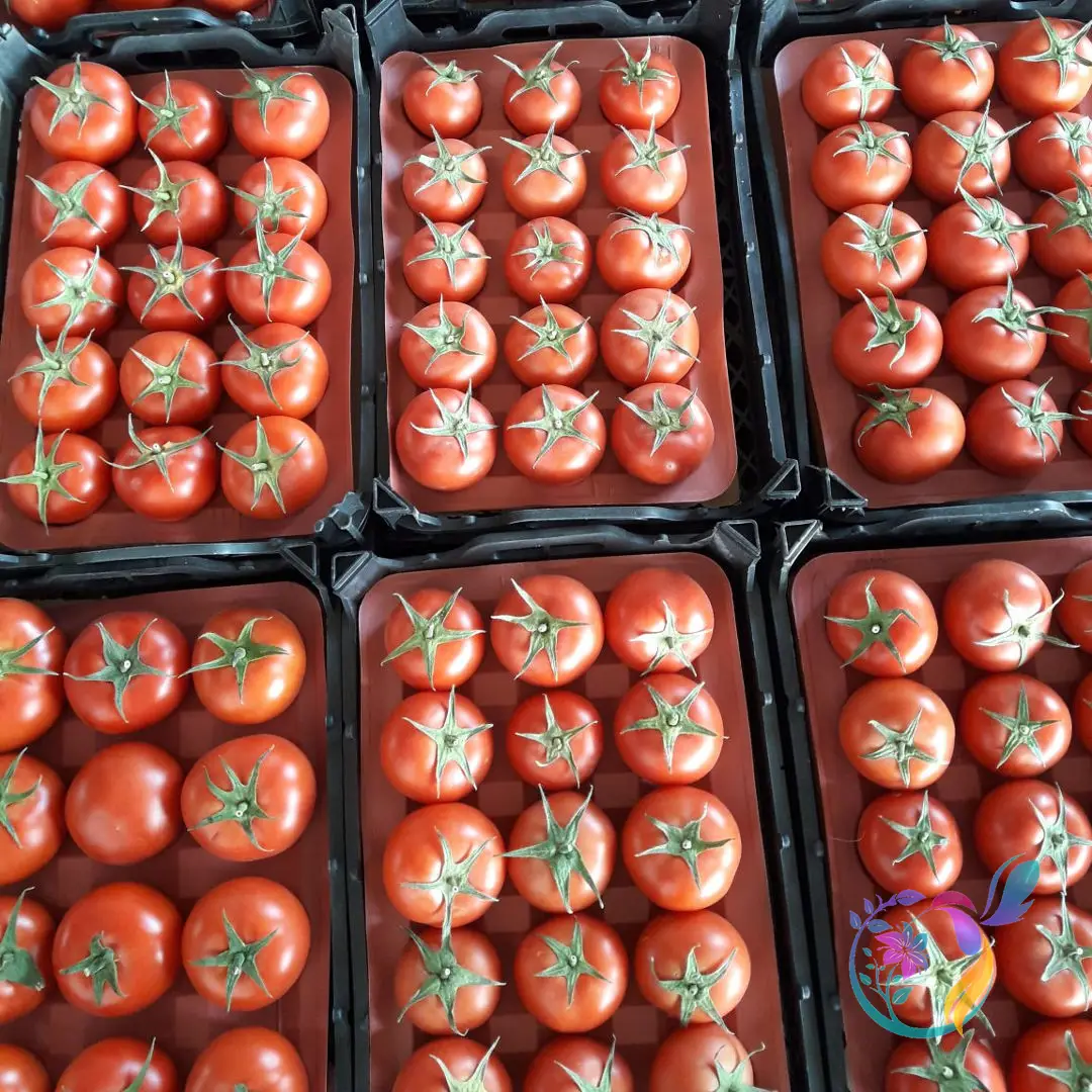 Greenhouse Tomato 4129