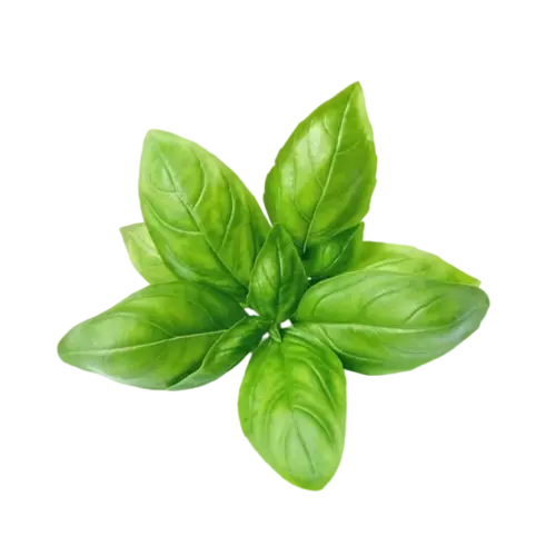 Basil