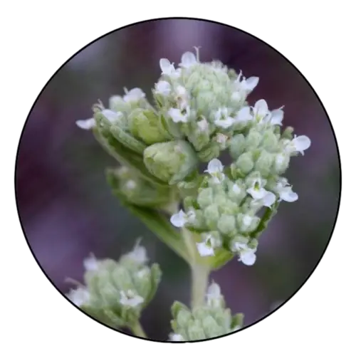 Teucrium Polium Essence