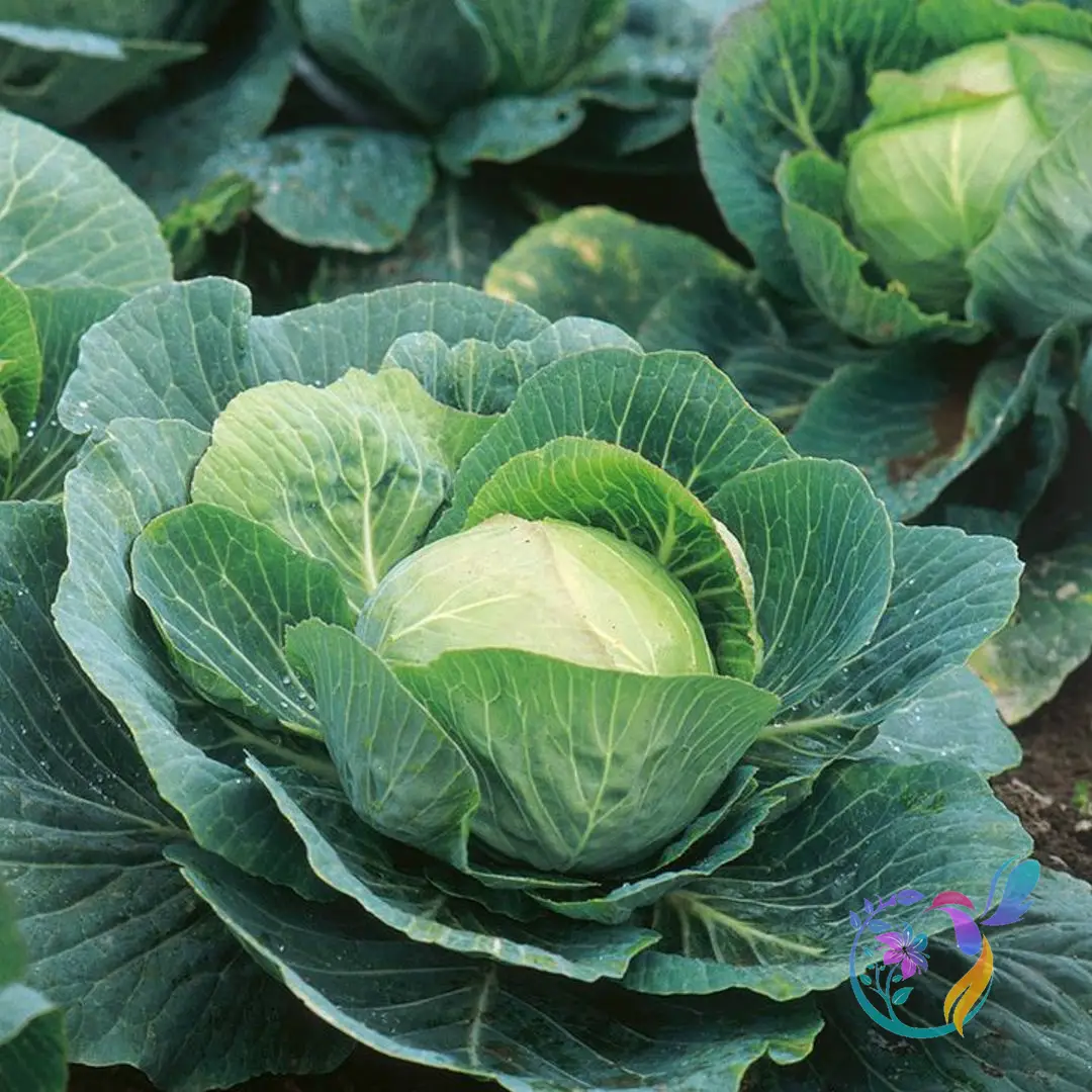 Cabbage