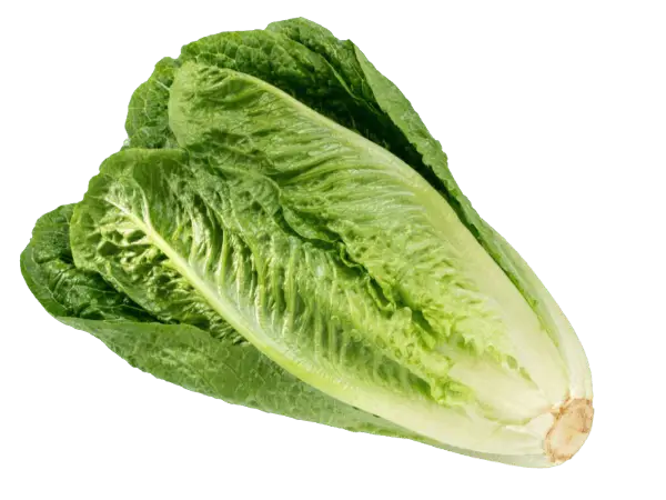 Romaine Lettuce