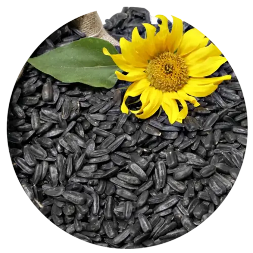 Black Oil Sunflower Seeds