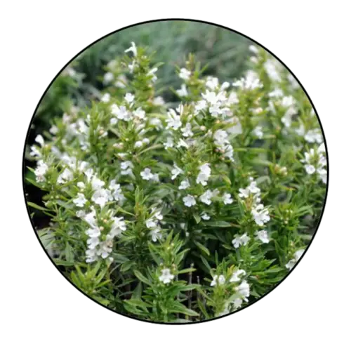 Winter Savory