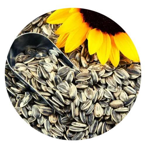 Striped Sunflower Seeds