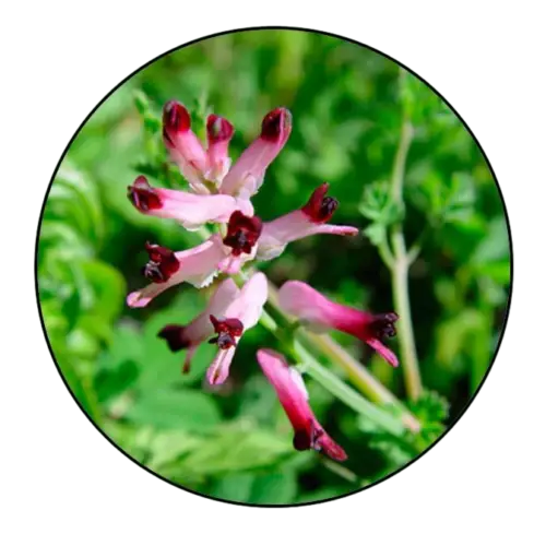 Common Fumitory Essence