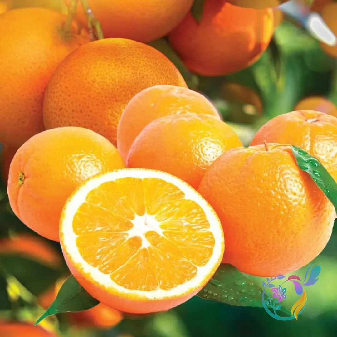 Navel Oranges