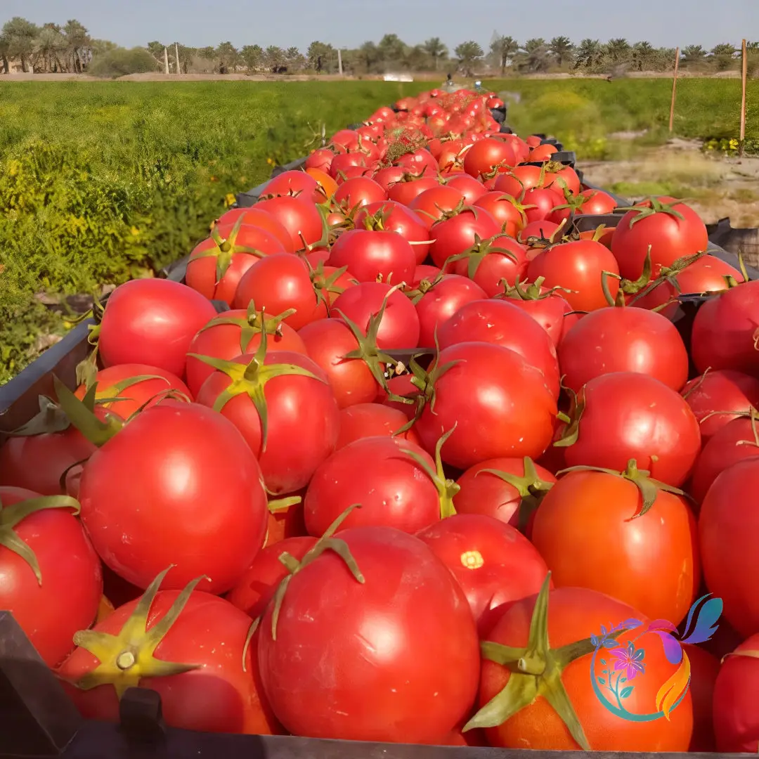 Farm Tomato