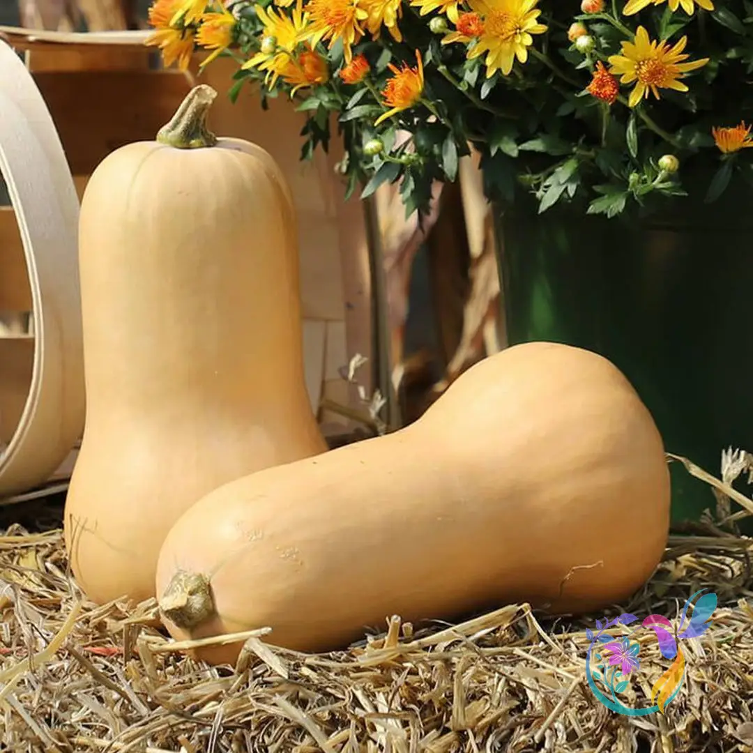 Butternut Squash