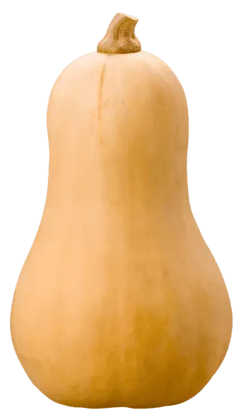 Butternut Squash