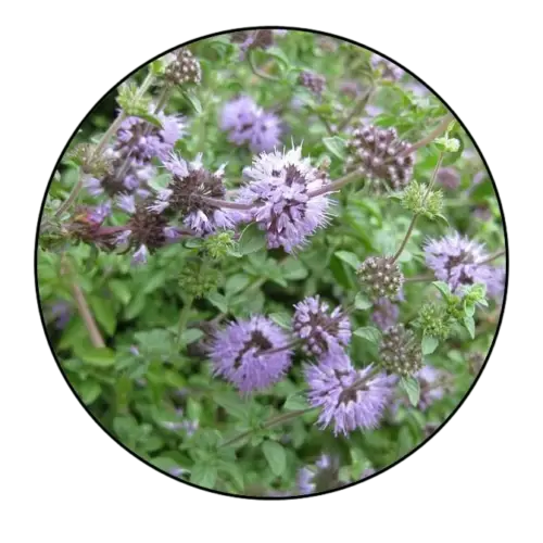 Pennyroyal