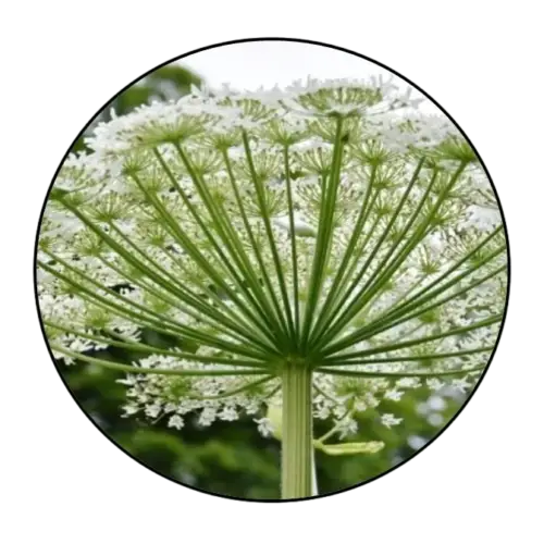 Heracleum Persicum