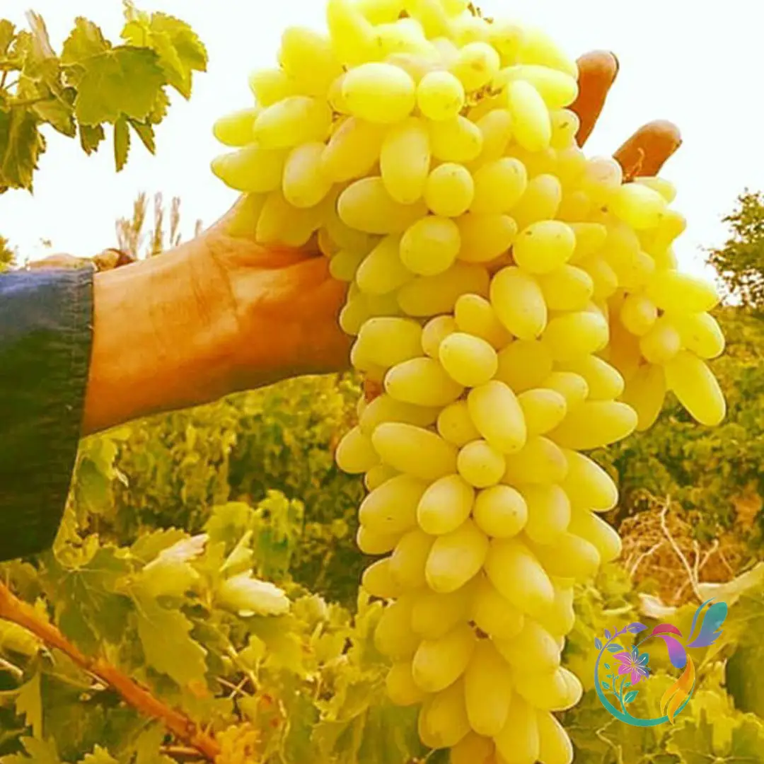 Grapes (Rish Baba)